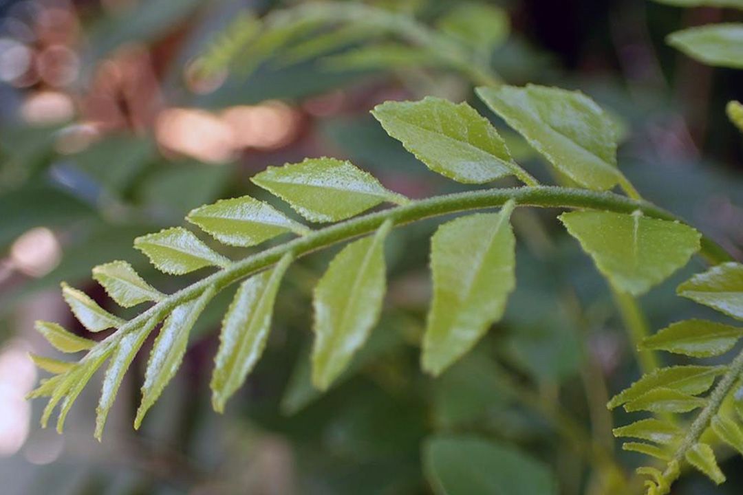 Curry Leaves for Hair Growth 