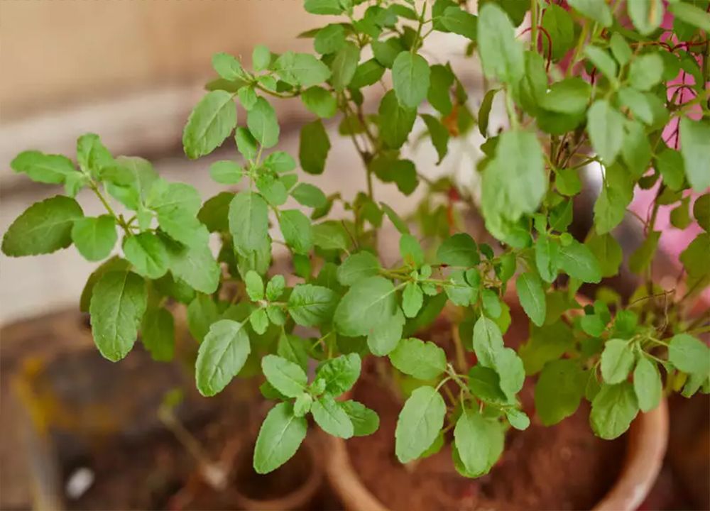 Benefits of Tulsi Plants