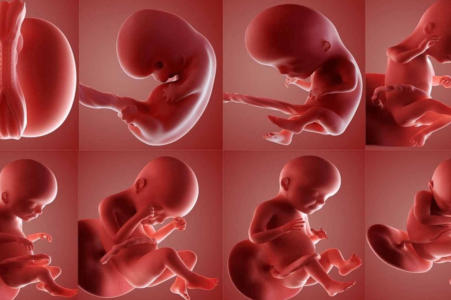 signs in baby growth in womb