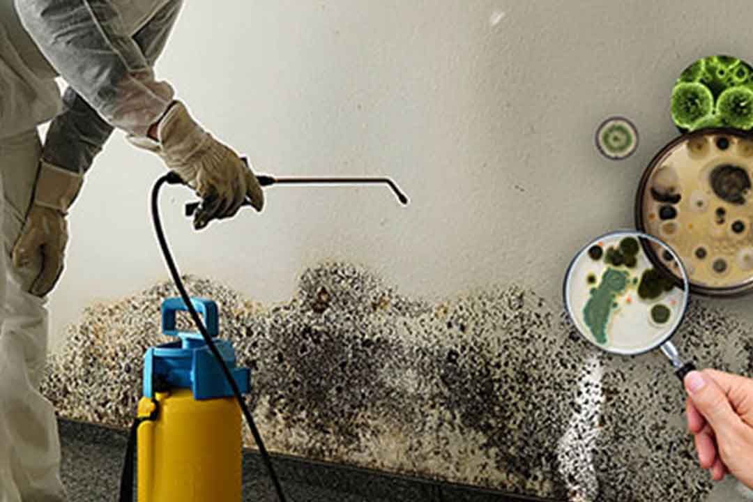 How To Get Rid Of Black Molds Scattered Around The House