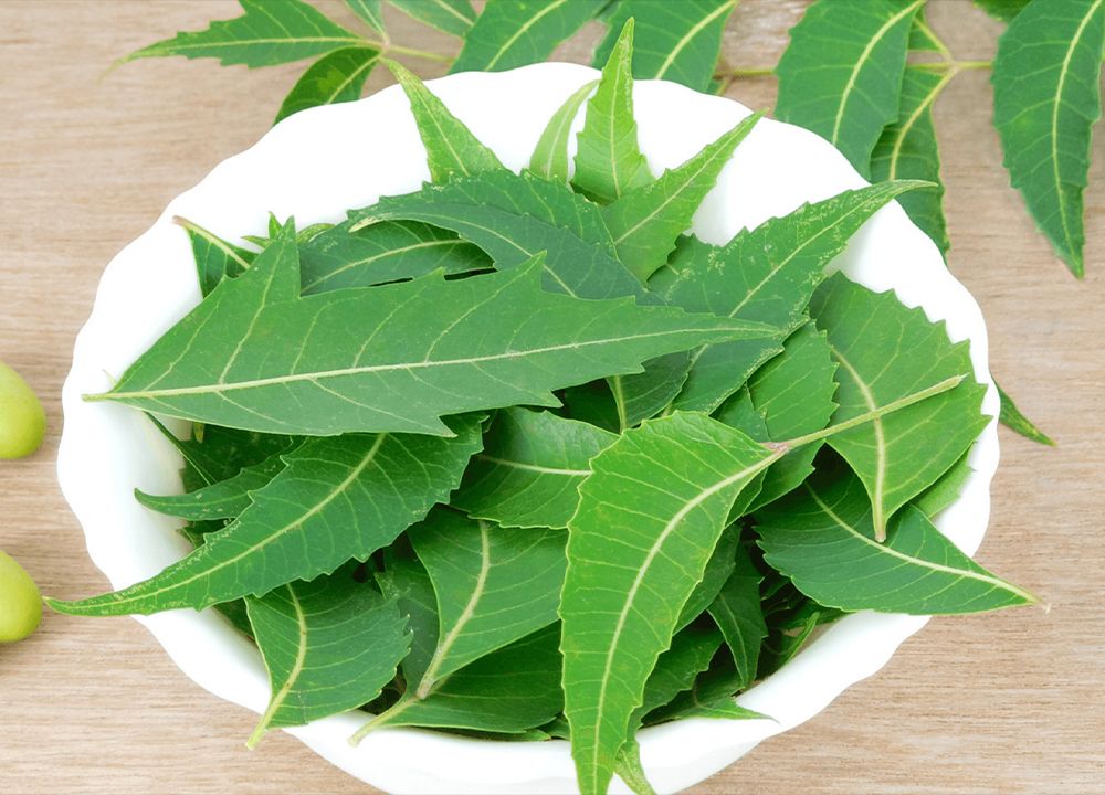 Top Benefits You can Avail From Neem 