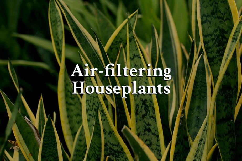 Air filtering plants