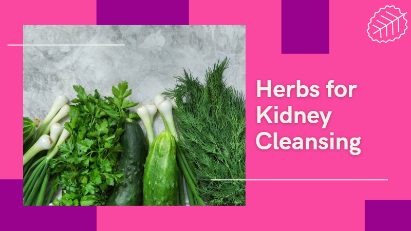 Herbs for Kidney Cleansing